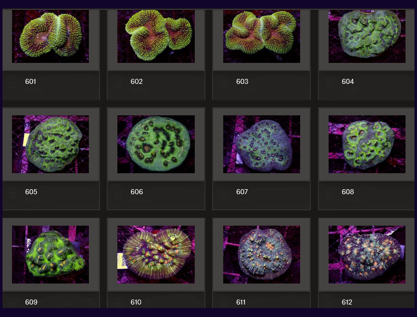 Kupang Corals
