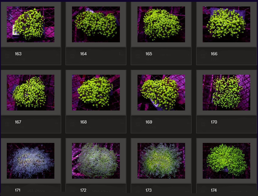 Kupang Corals
