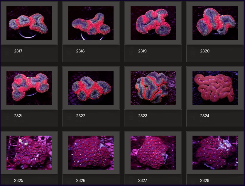 Kupang Corals