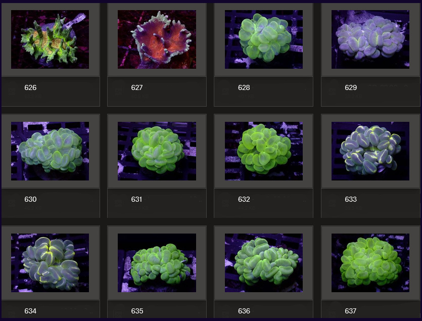 Kupang Corals