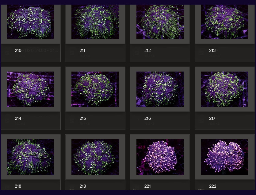 Kupang Corals