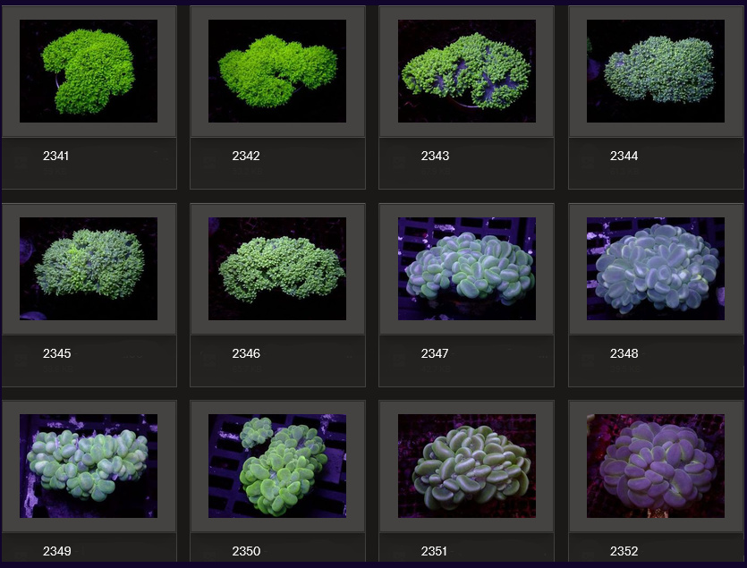 Kupang Corals