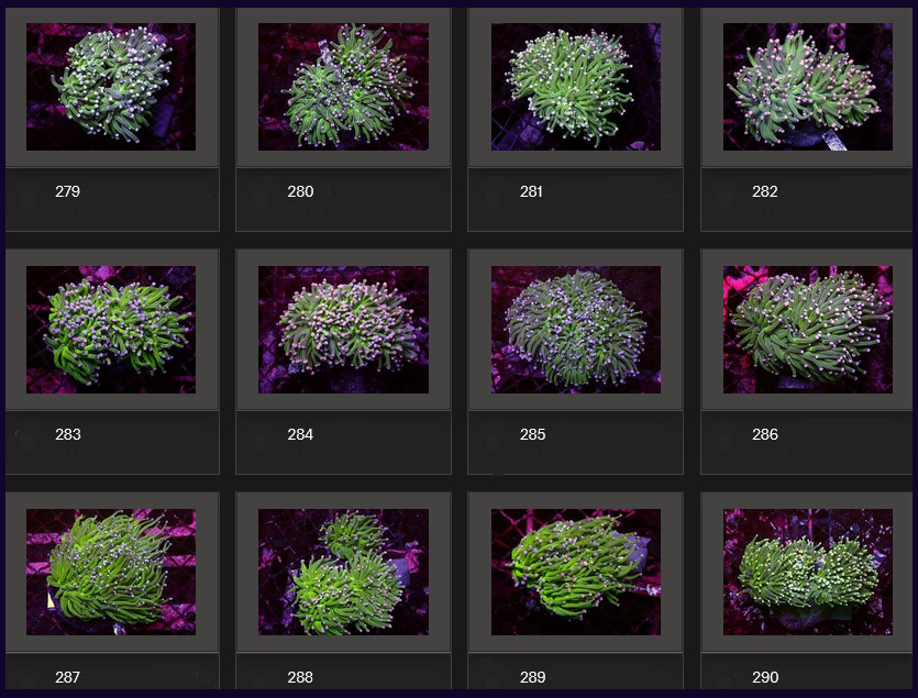 Kupang Corals