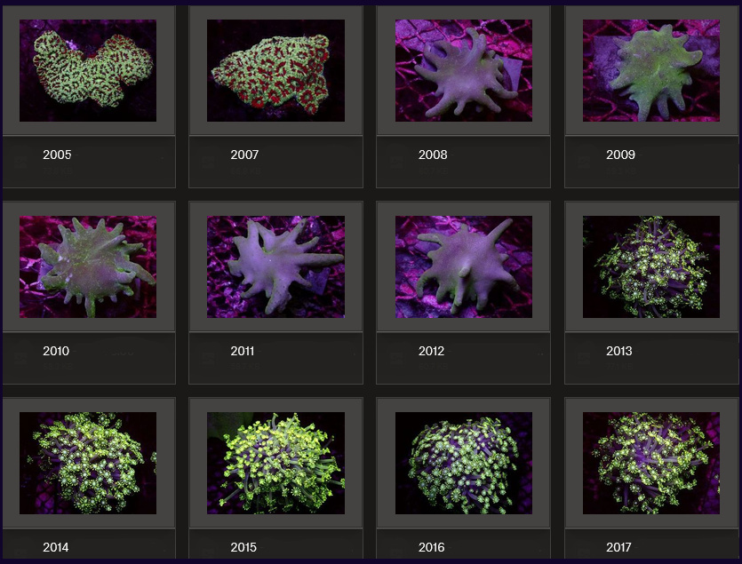 Kupang Corals
