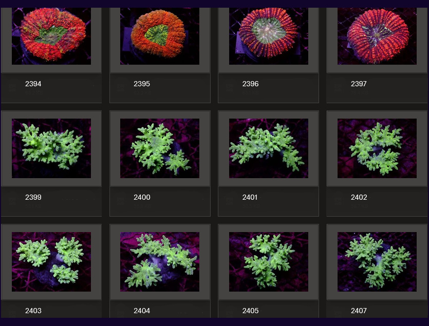 Kupang Corals