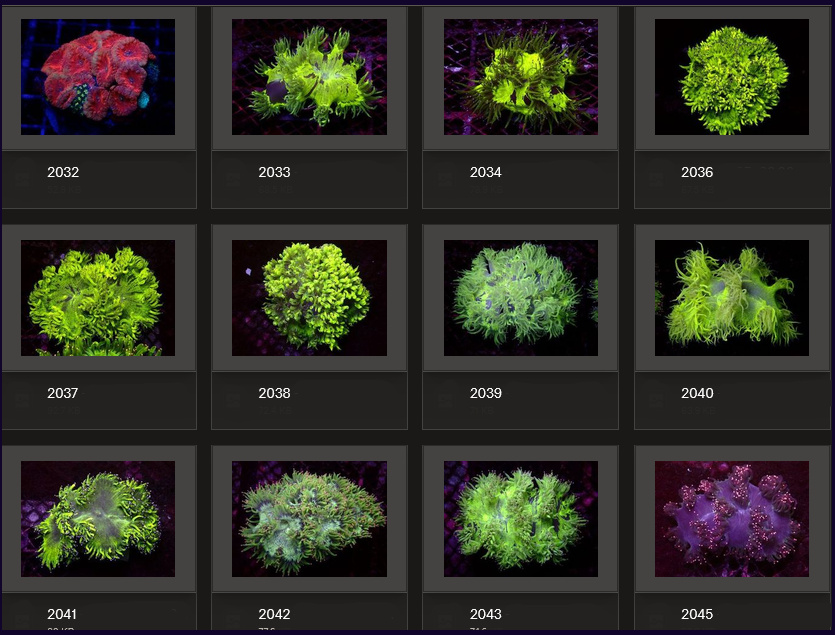 Kupang Corals