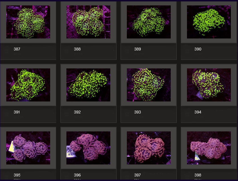 Kupang Corals