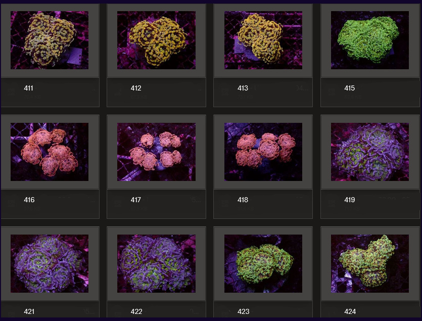 Kupang Corals