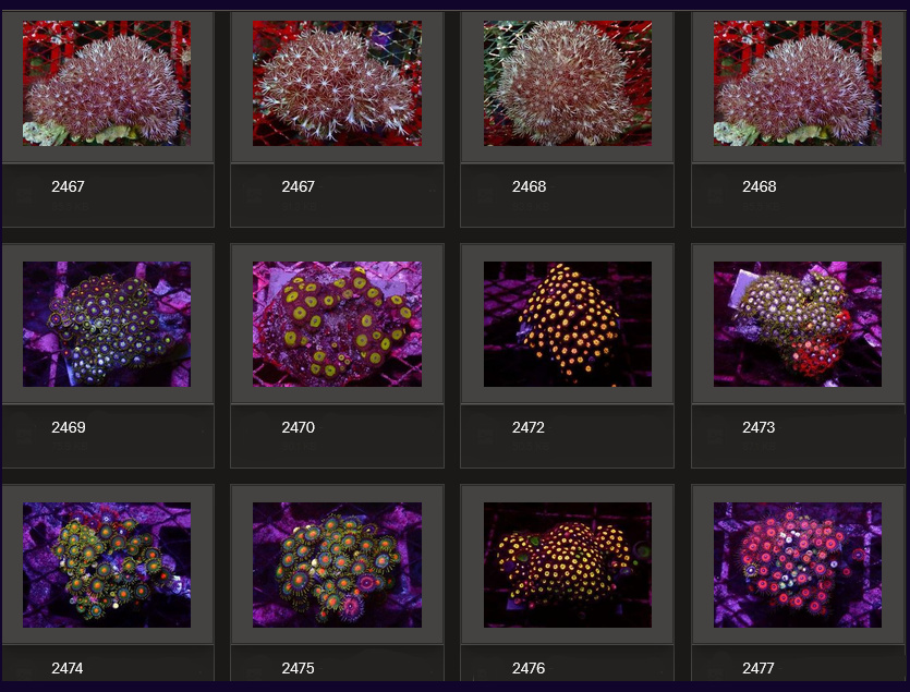 Kupang Corals