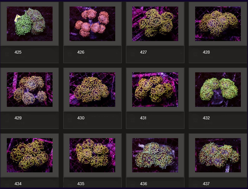 Kupang Corals