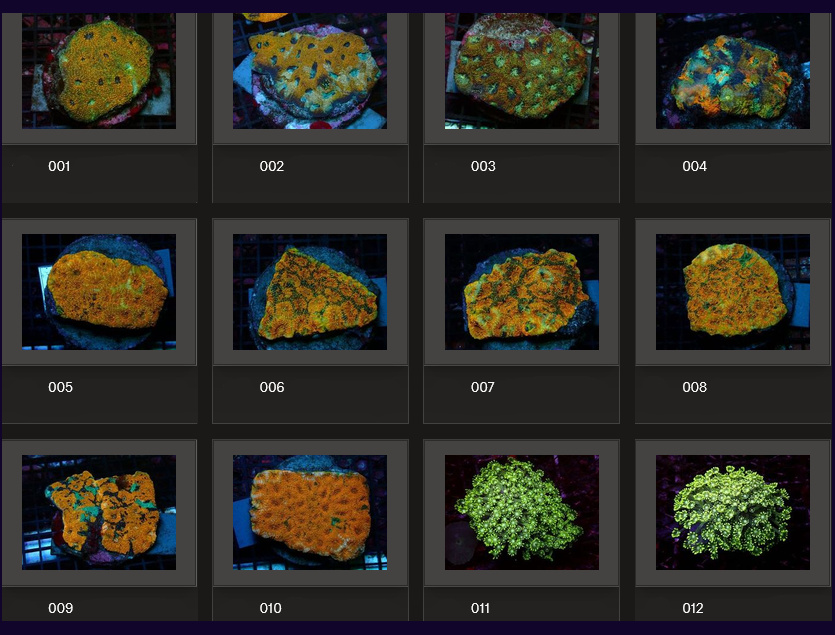 Kupang Corals