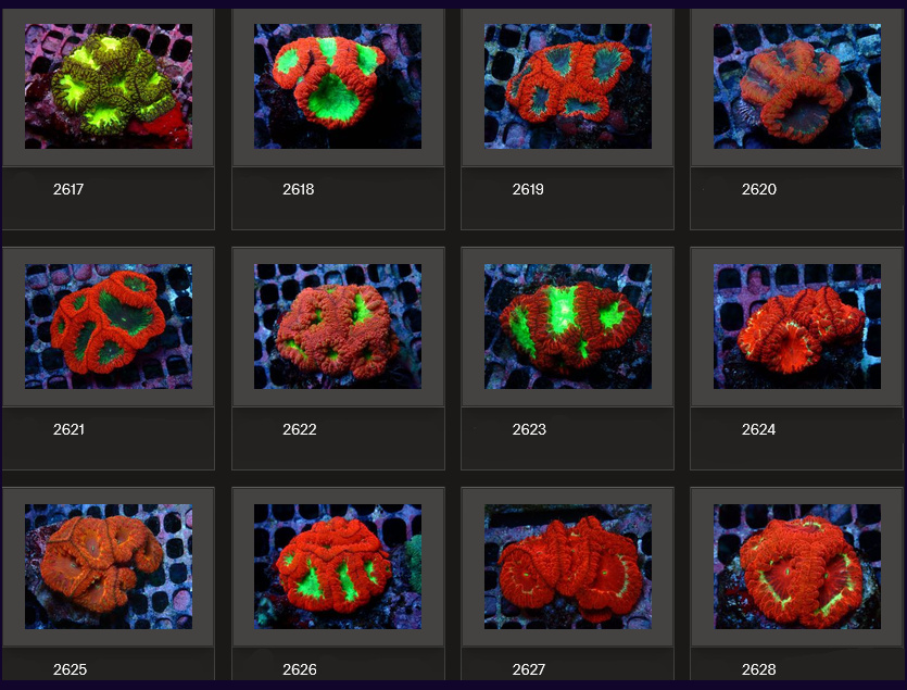 Kupang Corals