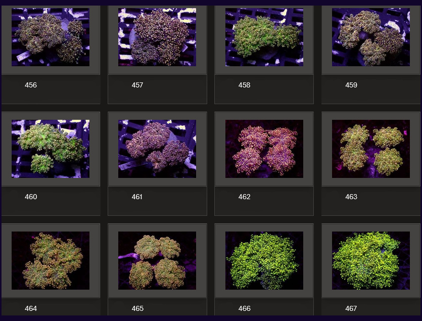 Kupang Corals
