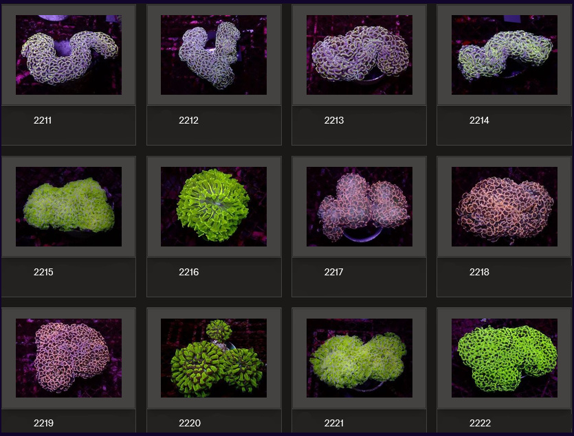 Kupang Corals