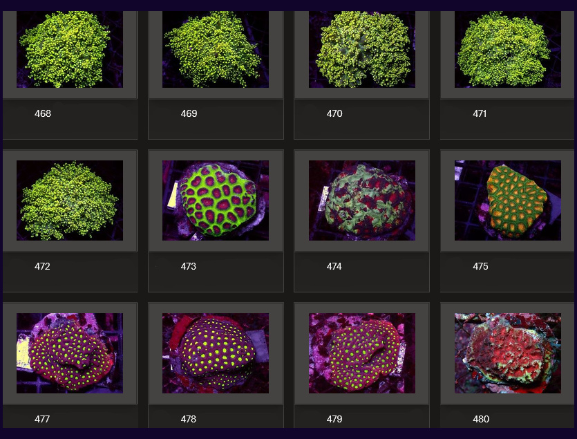 Kupang Corals