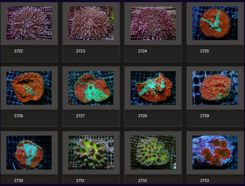 Kupang Corals