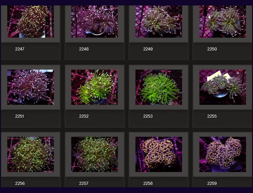 Kupang Corals