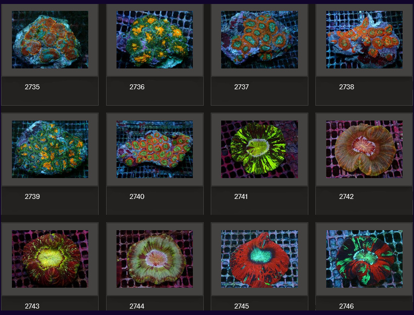 Kupang Corals