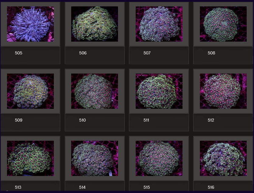 Kupang Corals