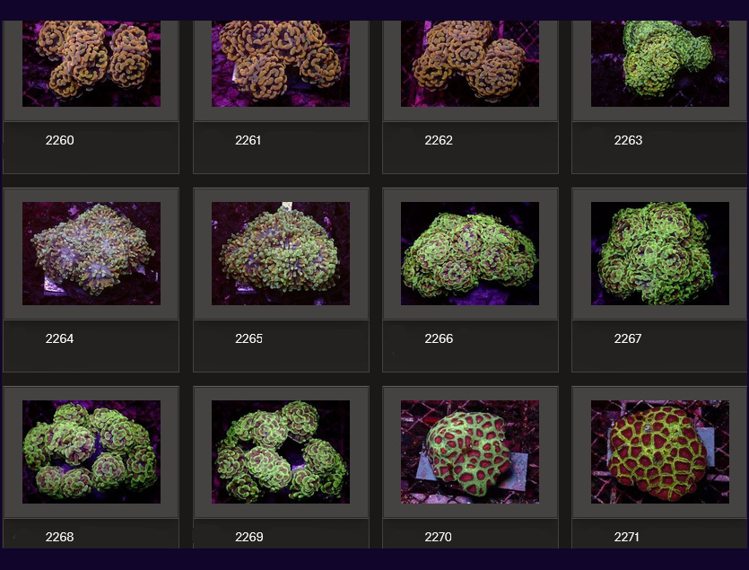 Kupang Corals