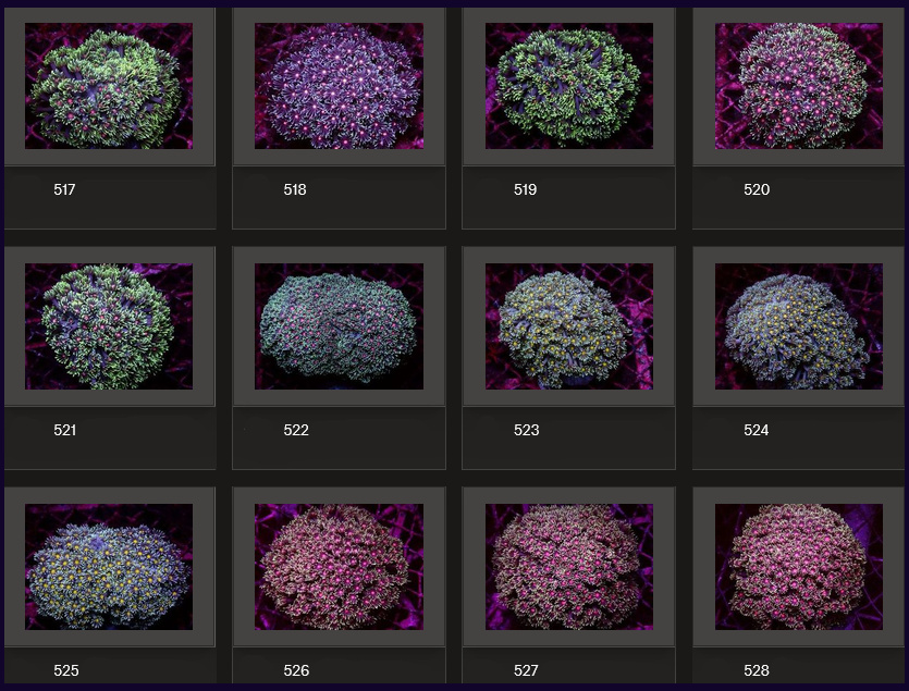 Kupang Corals