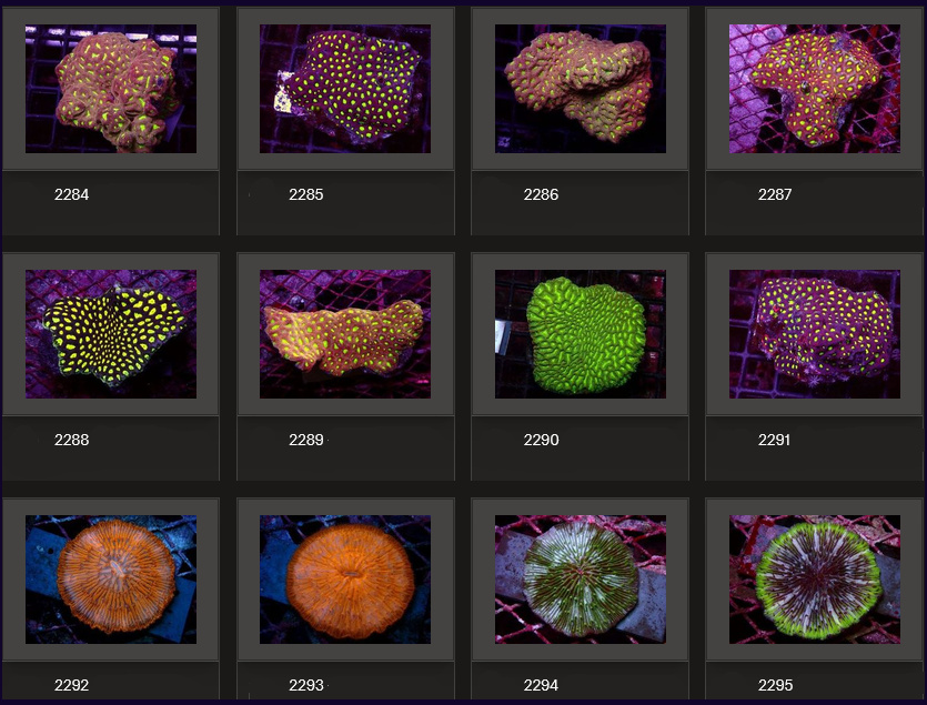 Kupang Corals
