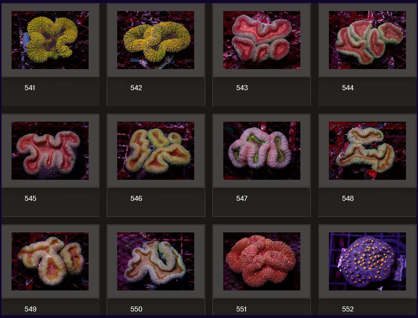 Kupang Corals