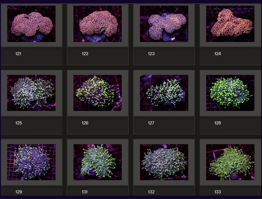 Kupang Corals