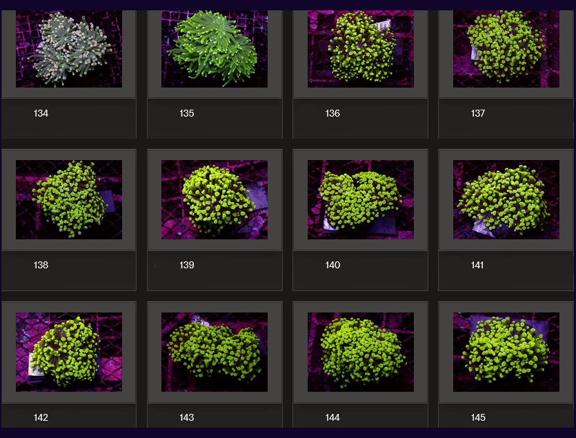 Kupang Corals