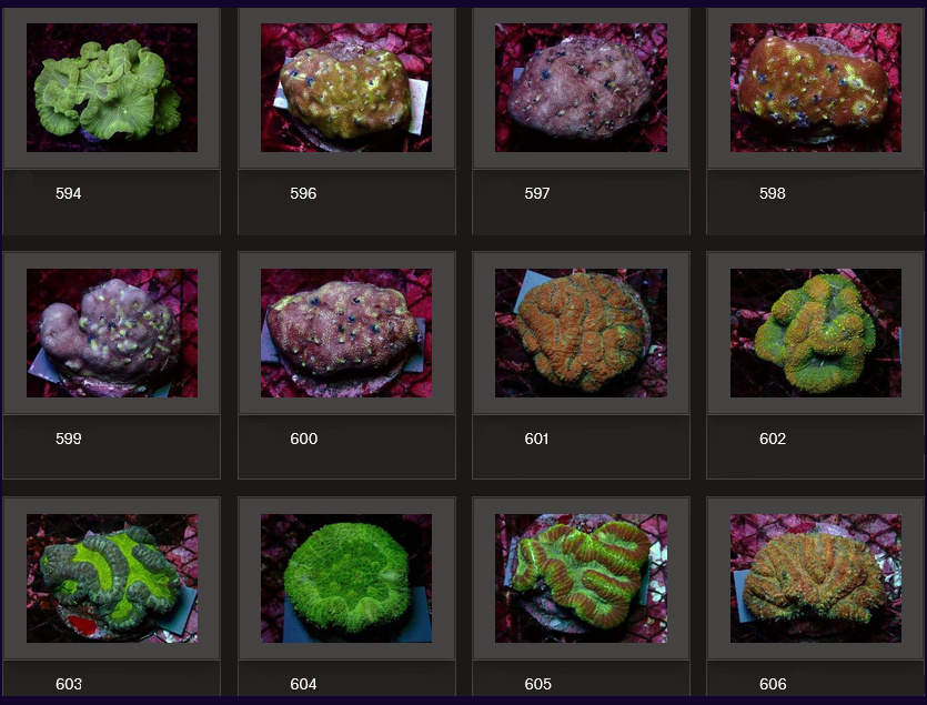 Kupang Corals