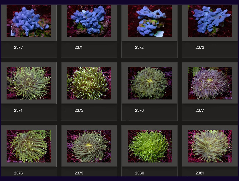Kupang Corals