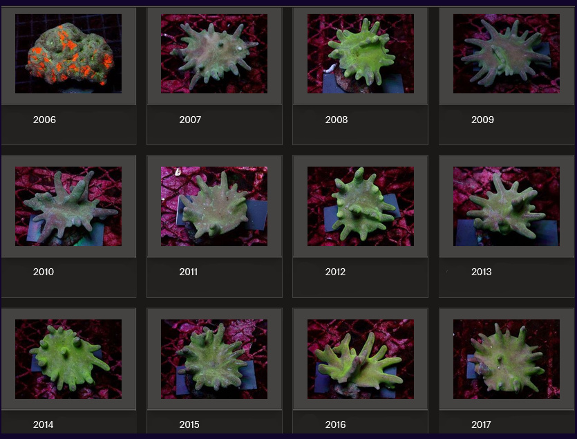 Kupang Corals