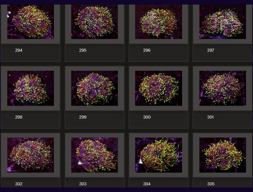 Kupang Corals