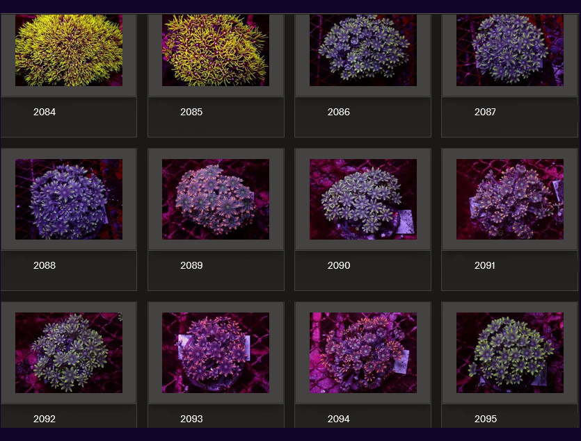 Kupang Corals