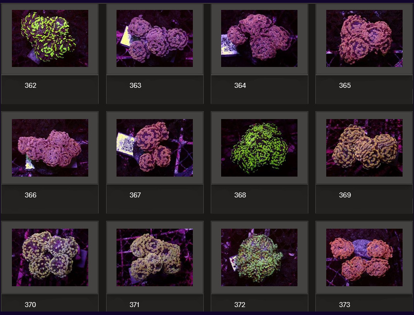 Kupang Corals