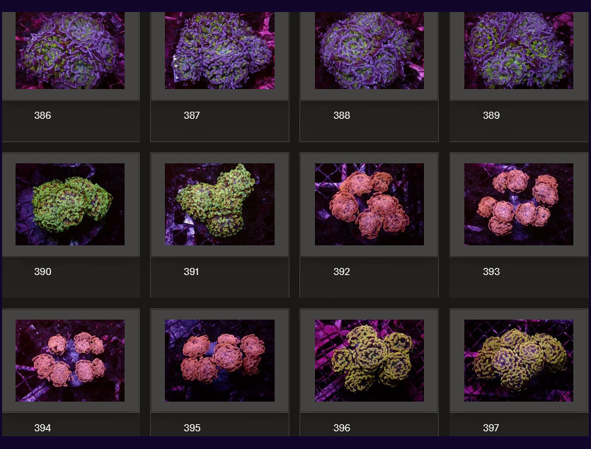 Kupang Corals