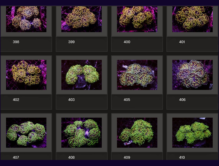 Kupang Corals