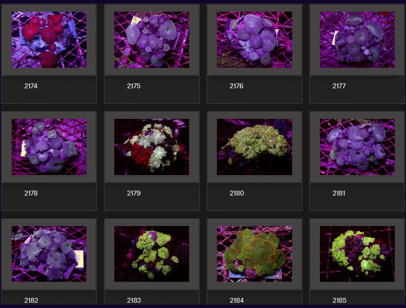 Kupang Corals