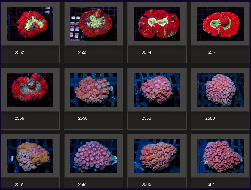 Kupang Corals