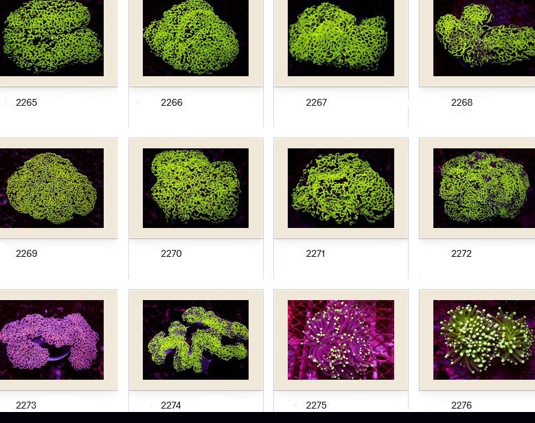 Kupang Corals