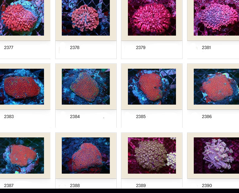 Kupang Corals