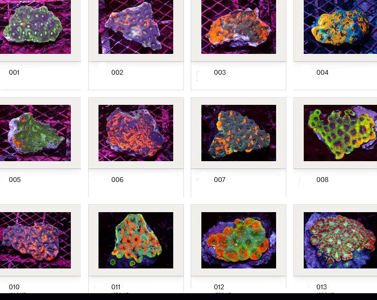 Kupang Corals