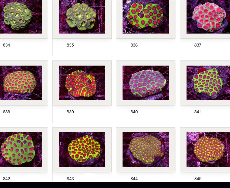 Kupang Corals