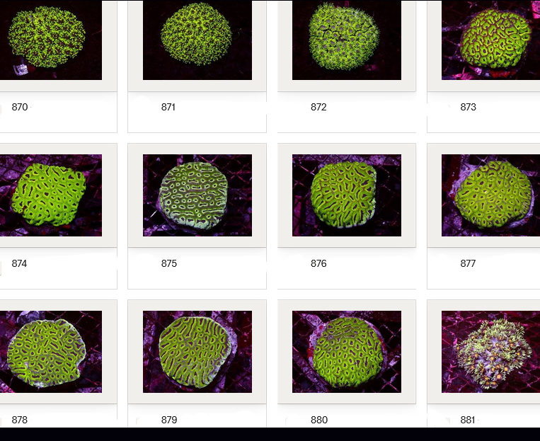 Kupang Corals