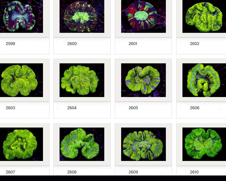 Kupang Corals