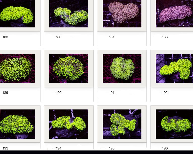 Kupang Corals