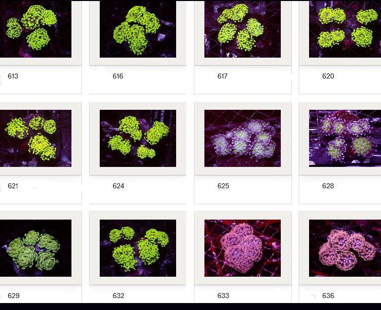 Kupang Corals