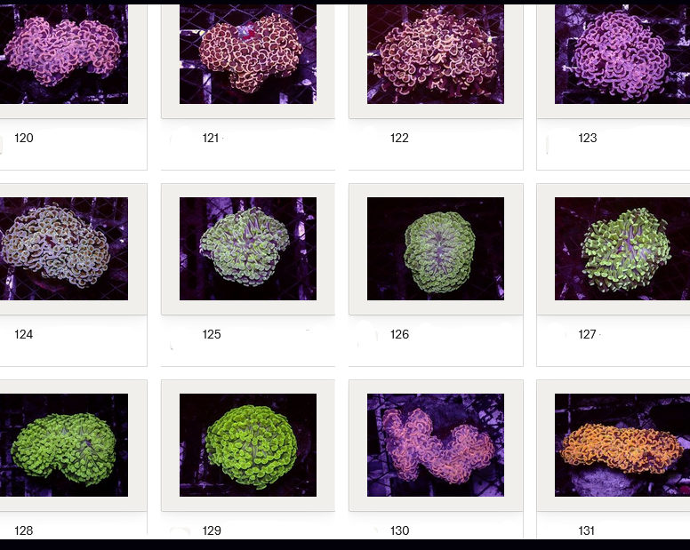 Kupang Corals