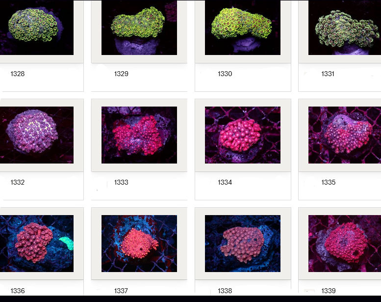 Kupang Corals