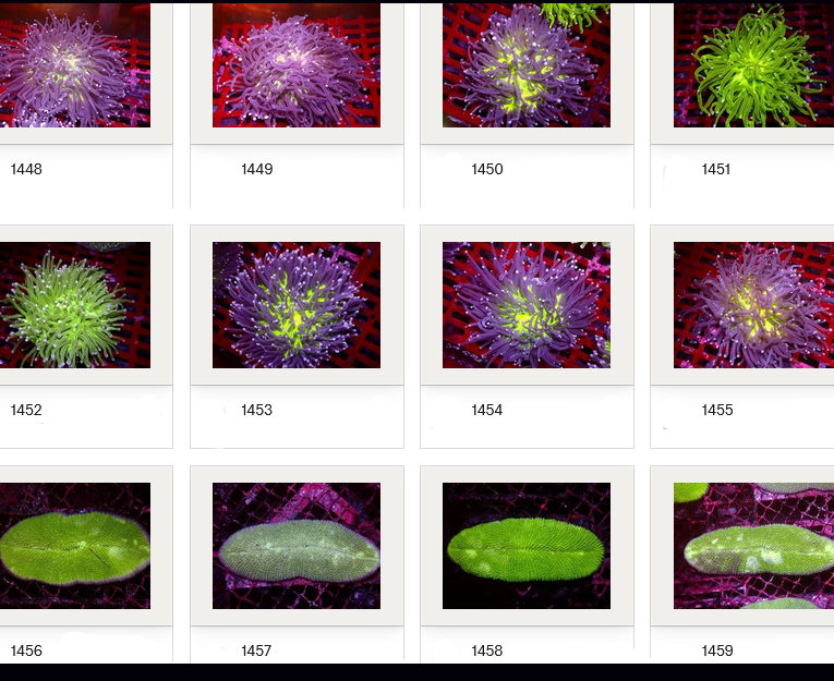 Kupang Corals